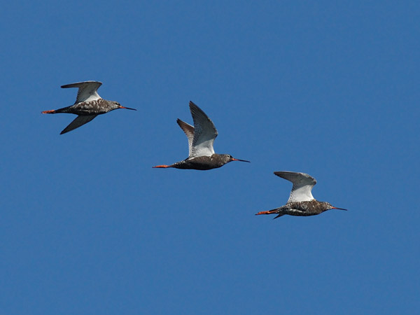 Mustaviklo, Spotted Redshank, Tringa erythropus